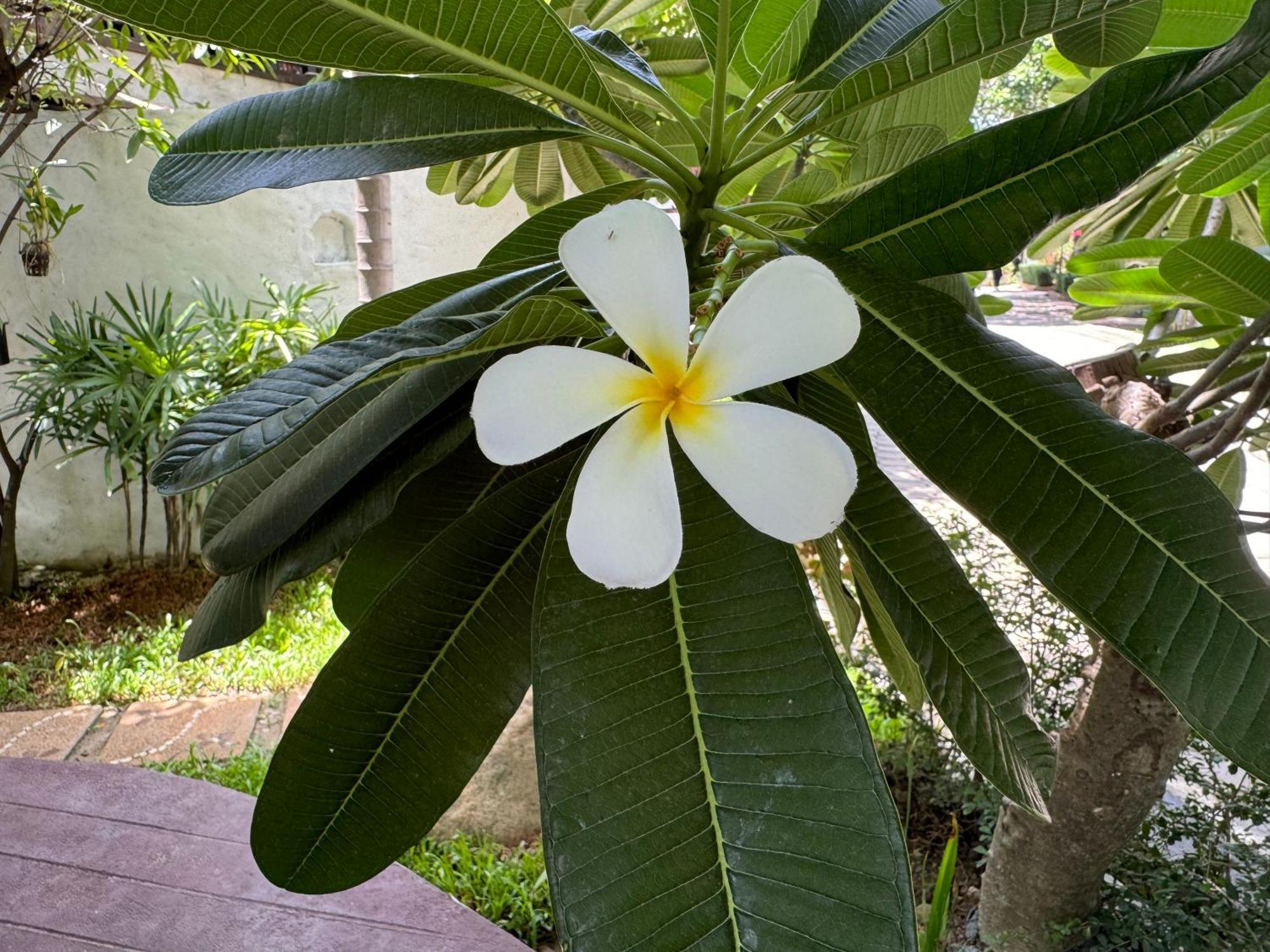 Chiang Mai Las Orquideas Resort Eksteriør billede