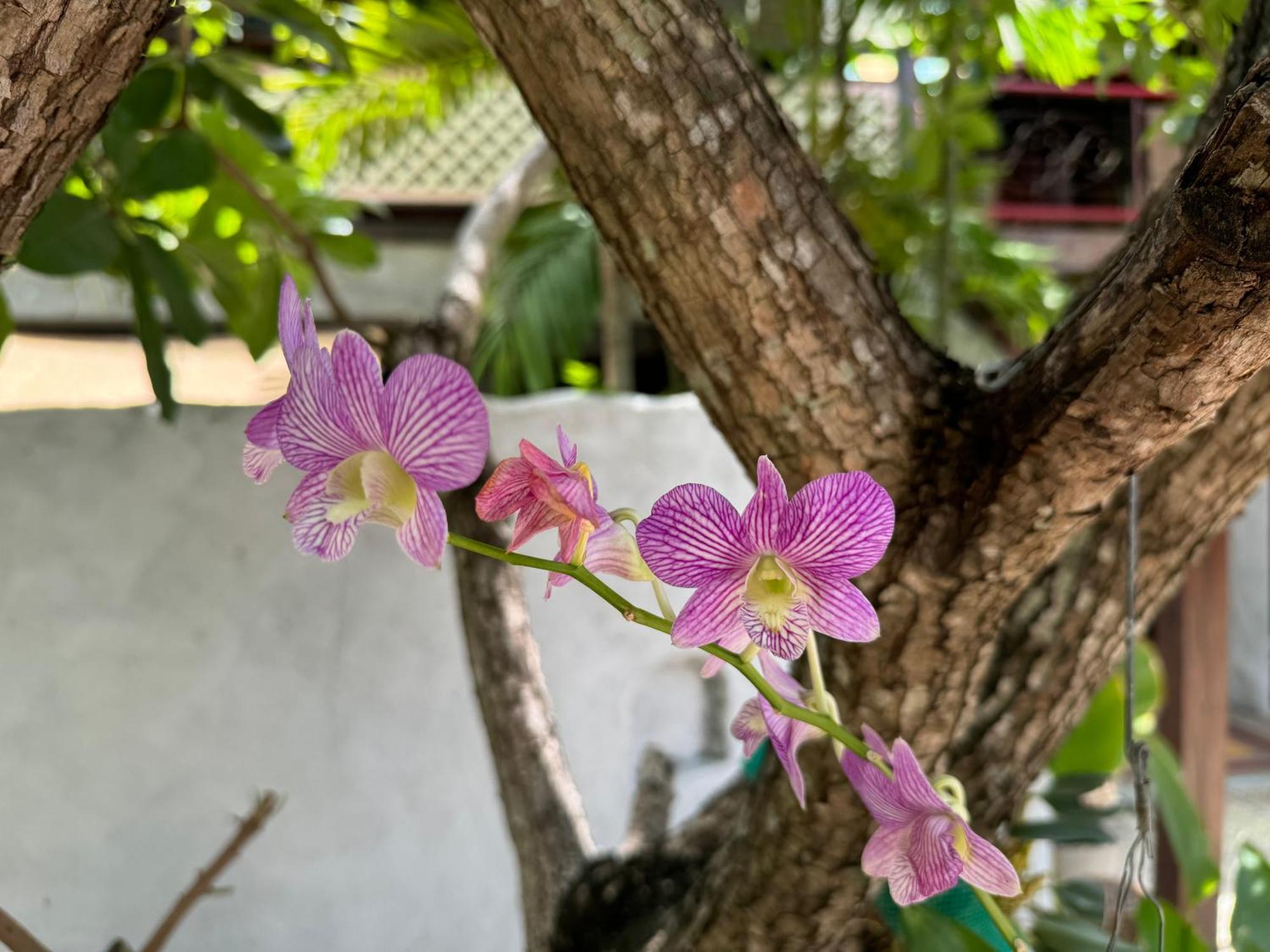 Chiang Mai Las Orquideas Resort Eksteriør billede