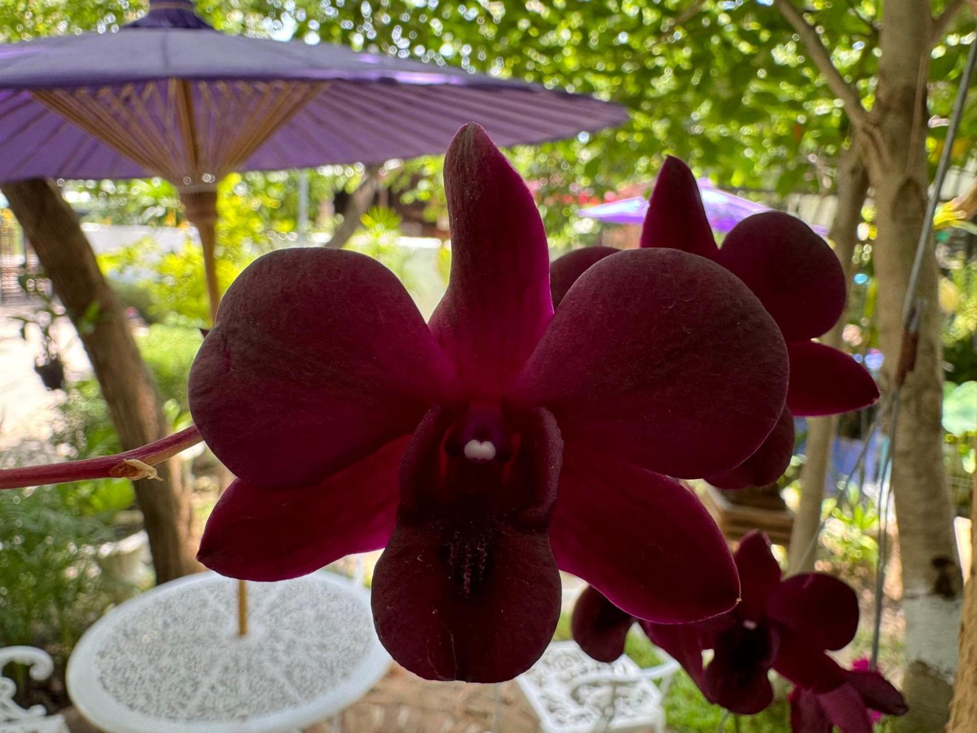 Chiang Mai Las Orquideas Resort Eksteriør billede